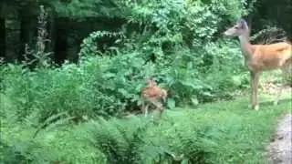 Sand Run Deer