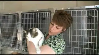 ADOPTED! Herb, 3-year-old FIV+ male cat for adoption