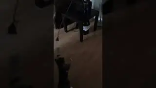 Boomerang Plays