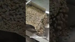 Peanut Air Blanching Line Testing in Egypt #airblancher #blanchedpeanut #peanutpeeling #xtmachine