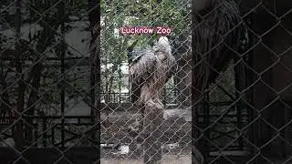 Lucknow Zoo #mishikasworld #viral #viral #cute #baby #funny #birds