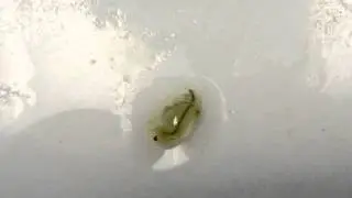 ヒメカイエビ動いてるぅ