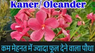 Care of Kaner/Oleander Plant // Low Maintenance & Easy to Grow Plant