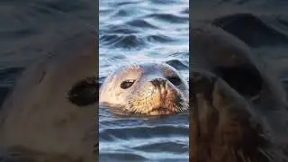 RAVENSCAR Seals 🦭 Yorkshire Seals -  #wildlife #nature #wonderful #sealife #Awesome