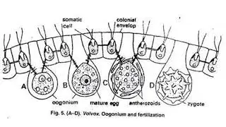 Ciclo de vida de Volvox