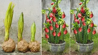 How to Grow Dragon Fruit from dragon fruit flowers at Home for Beginners