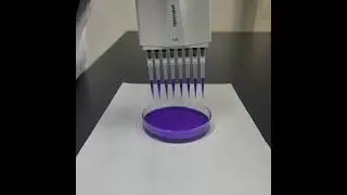 Pipette Tips