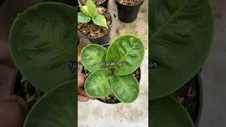 Split Hybrid Anthurium Jemani Mangkok Profesor #anthurium #plants #anthuriumjemani #jemanimangkok