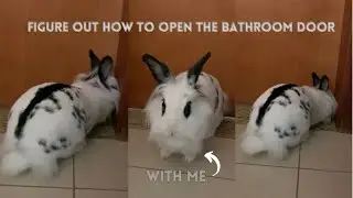 Bunny wants to go to the bathroom | Lily Bobtail #shorts