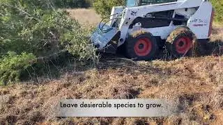Selective Clearing Ash Juniper!   HD 1080p