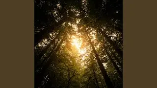 Peaceful Park