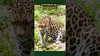 Amazing Leopard Facts! #fact #facts #science #animal #amazingfacts #wildlife #leopard