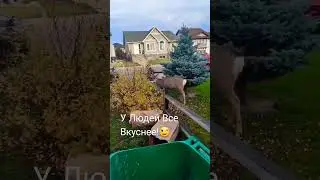 У людей все вкуснее!#олень #naturebeauty #canadanature #shortsvideo