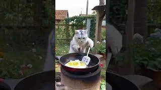 Clever cat cooking  fried rice  😅😅