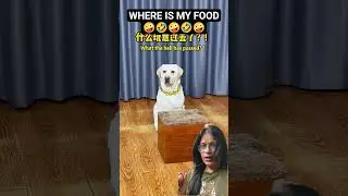 dog is not happy with the owner 🤣#funny #pets #doglover #shorts#dog#fypシ゚#viral #corgi#memes