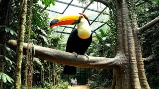 Inside the Giant Bird Zoo &mdash; When Birds Become Colossal