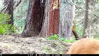 Bear Enjoys Back Scratch Against Tree