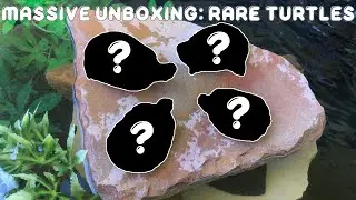 MASSIVE UNBOXING: What Kind of Rare Turtles?