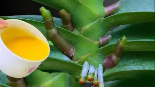 Just turmeric powder! Orchids grow extremely fast and bloom year-round