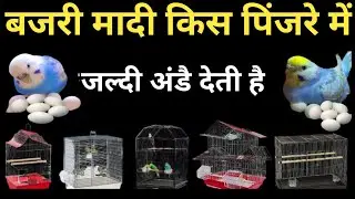Best Breeding Cage Of Budgies Parrots | Bajri Tote Kis Cage Mai Jaldi Breed Karte Hai