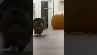Ureka&rsquo;s Hilarious Rabbit-Like Run! 😂 Cute Exotic Longhair Kitten | Tiny Paw Kittens