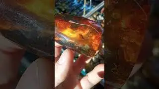 Инклюз насекомого в натуральном балтийском янтаре. Insect inclusion in natural Baltic amber.