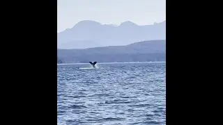 Humpback Whales - Tail Slapping