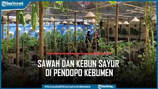 Unik, Ada Sawah dan Kebun Sayur di Pendopo Kebumen