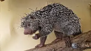 JULIA'S ZOO NAH DRAN 🤩✊🏻🦔 Folge 12: Der Greifstachler