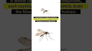 Mosquito bite facts