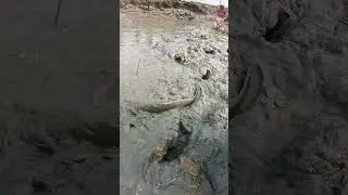 Amazing Traditional Dry Season Hand Fishing Video #fishing #handfish #fish