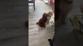 #treattime #poodle #toypoodle