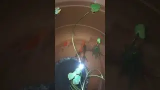 Gold Fish Breeding 😜