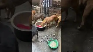 #donatenow #animalowner #fordogs #adoptstrays #rescuedog #goshelter