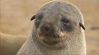 Facts: Cape Fur Seals and Australian Fur Seals