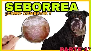 &iquest;COMO COMBATIR LA SEBORREA ?😰 #perros #mascotas #bulldog #seborrea #dermatitis
