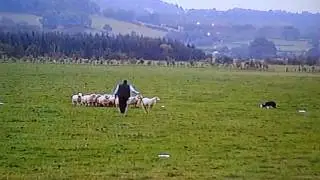 Jim Cropper  and Sid ,World Sheepdog Championship  2002