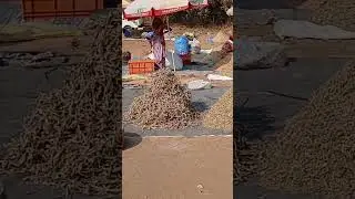 Kalyan Fish Market #dryfishmarket सुकी मच्छी मार्केट kongaon dry fish market #fish #dryfishmarket