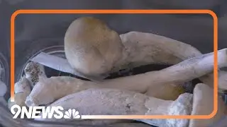 State leaders prepare for state-sanctioned psychedelic mushroom healing centers opening soon