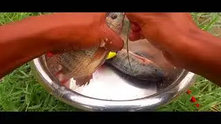 Fishing vlog Video ||  Beautiful nature fishing with hooks in the village pond || Best hook fishing