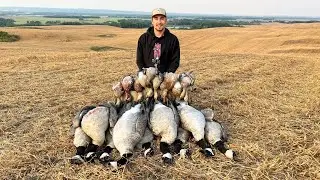 Waterfowl Hunting a Massive Canada Pea Field!