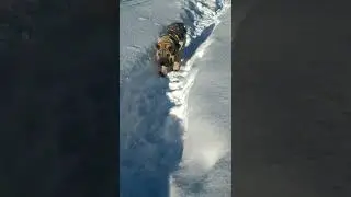 Щенок шарпея. Sharpei puppy