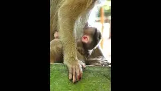 So cute newborn Leo and Libby #Leo #babyMonkey #Monkeyleo #Monkeylibby