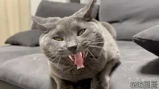 【スコ猫トト君】寝落ち動画を撮りたかったんですが思い通りにはいかず•••