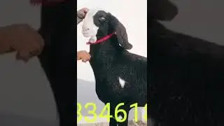 black beetal goat