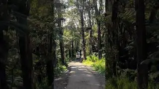 Quiet Walk Through the Hawaiian Forest at Volcanoes National Park | Peaceful Nature Trail Experience
