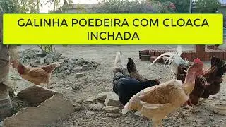 🐔🔍 Como Identificar e Tratar Cloaca Inchada em Galinhas Poeiras:  POEDEIRA CLOACA INCHADA