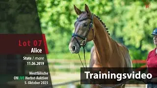 ONLIVE Herbst-Auktion Trainingsvideo Lot 7 Alice Stute v. Armison - Cellestial