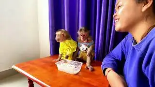 Icy & Bryan the Little Monkey Find a Delicious Surprise #monkey #babymonkey #animallife #cute
