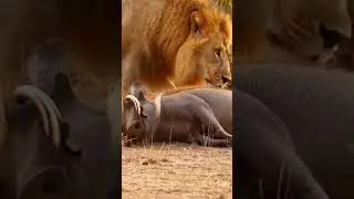 &ldquo;Fake Sleep Gone Wrong! Warthog Shocked the Lion 😂🐗🦁😂😅